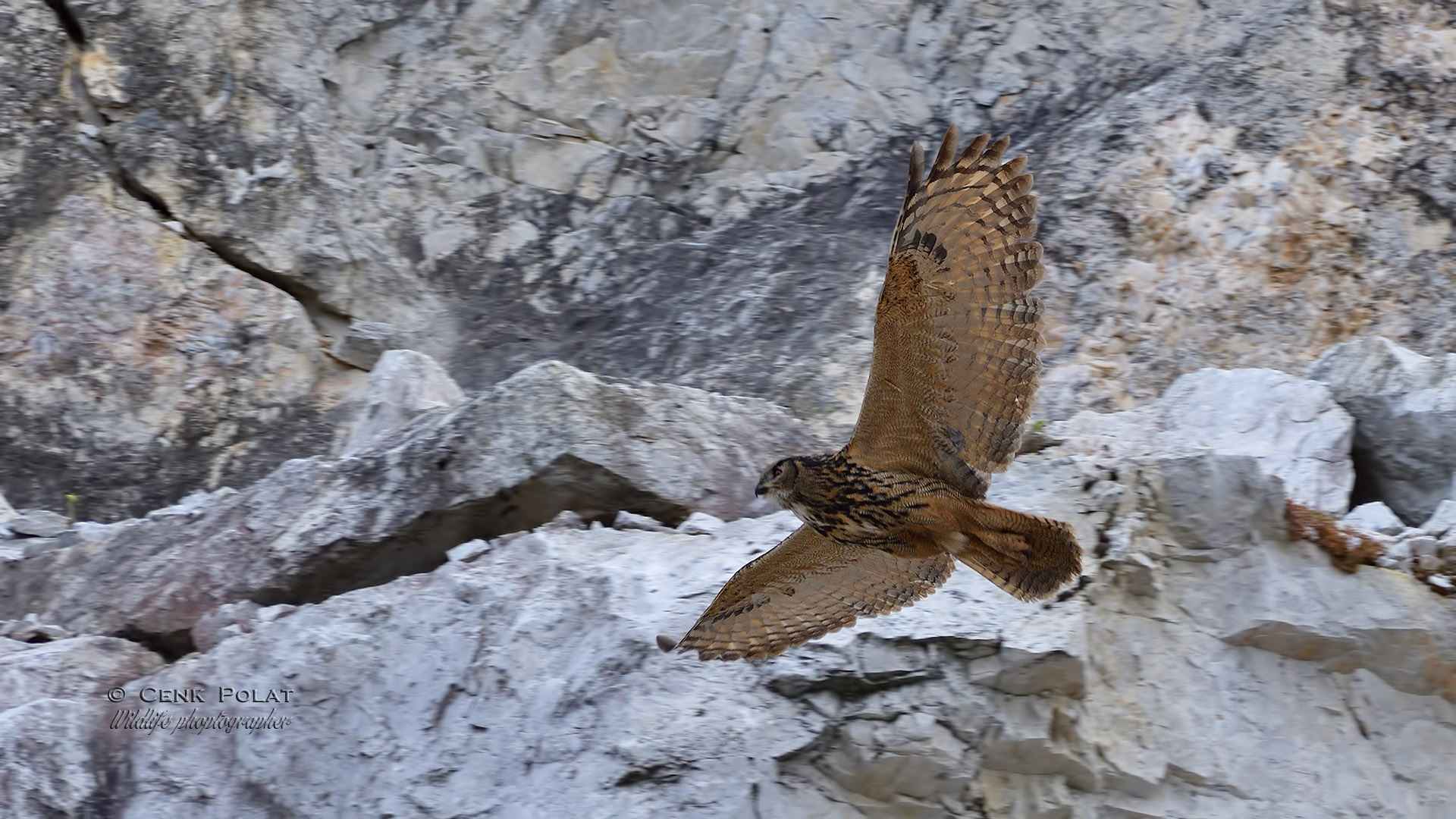 Eurasian Eagle-Owl